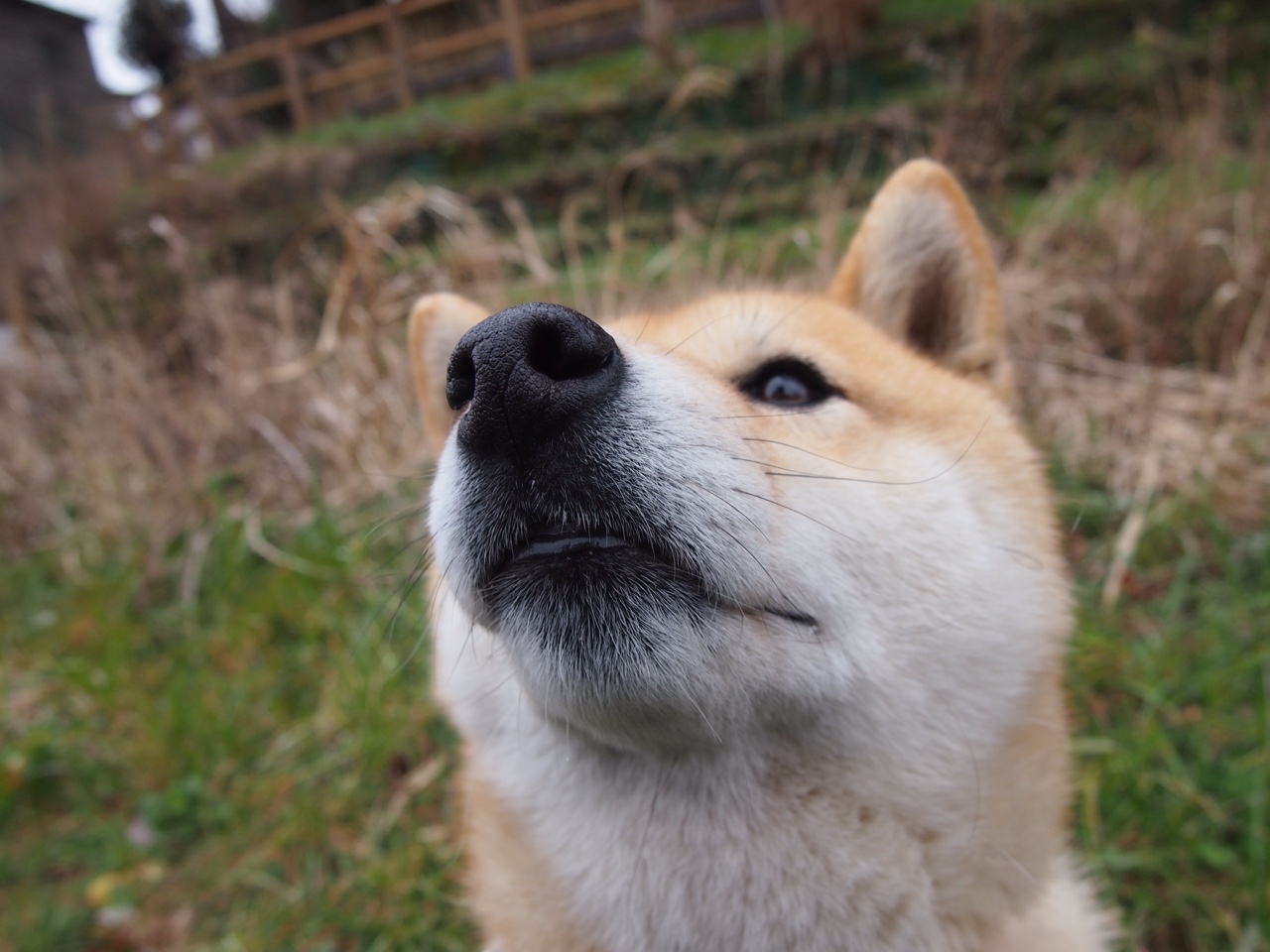 NBA总冠军赔率更新,凯尔特人跃居榜首